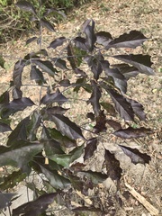 Vitex quinata