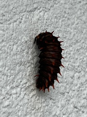 Battus polydamas lucayus