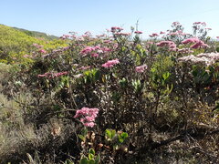 Limonium peregrinum