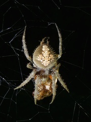 Eriophora ravilla