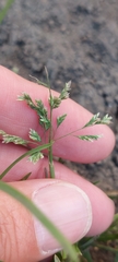 Poa annua