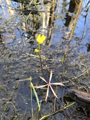 Utricularia inflata