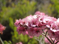 Limonium peregrinum