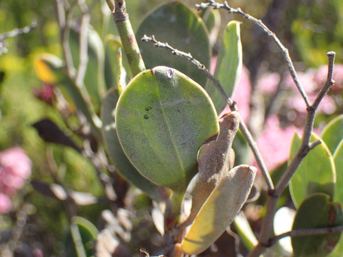 Image of Limonium peregrinum by (c) Mahomed Desai, some rights reserved (CC BY)