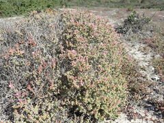 Limonium peregrinum
