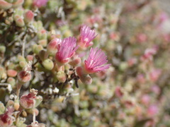 Drosanthemum salicola