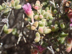 Drosanthemum salicola