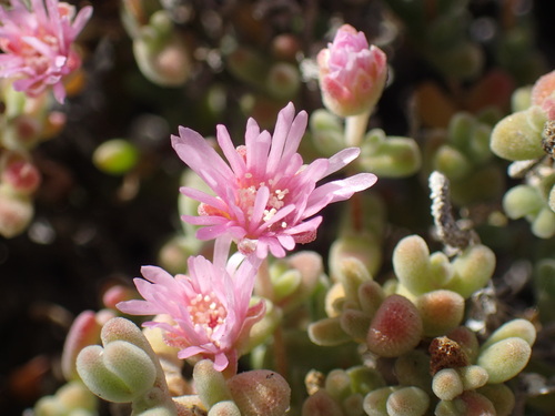 Image of Drosanthemum salicola by (c) Mahomed Desai, some rights reserved (CC BY)