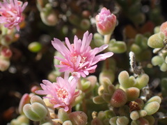 Drosanthemum salicola