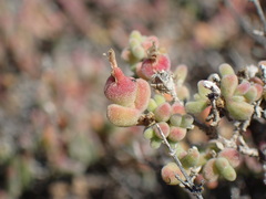 Drosanthemum salicola