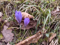 Crocus heuffelianus