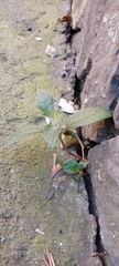 Fuchsia boliviana