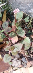 Persicaria capitata