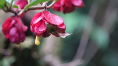 Drymonia coccinea