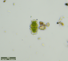 Cosmarium holmiense integrum
