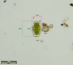Cosmarium holmiense integrum