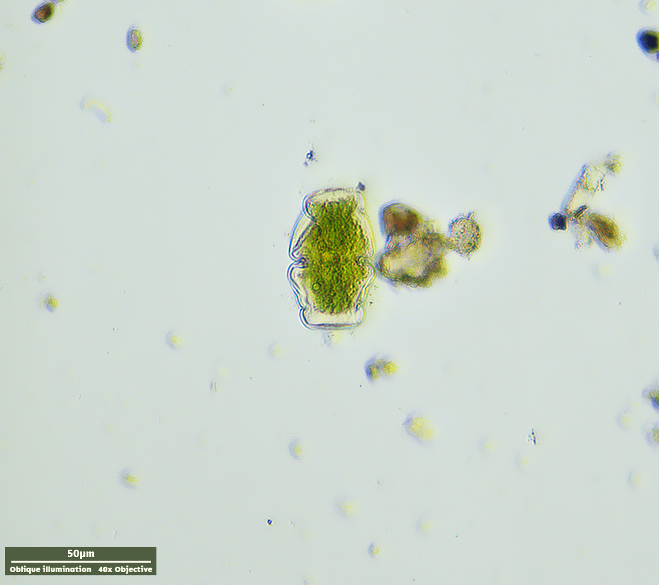 Cosmarium holmiense var. integrum