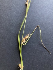Carex hirta