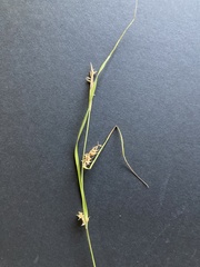 Carex hirta