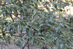 Cornus elliptica