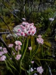 Lachnospermum umbellatum