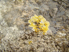 Flavoplaca marina