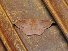 Oreta carnea