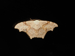 Strepsigonia affinis