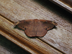 Oreta carnea