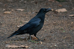 Corvus corone