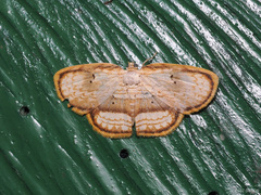 Drapetodes mitaria