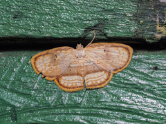 Drapetodes mitaria