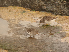 Calidris maritima