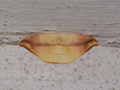 Tridrepana argentistriga