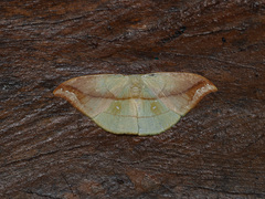 Tridrepana argentistriga