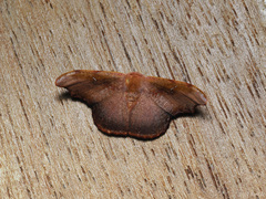 Oreta carnea
