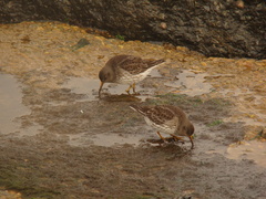 Calidris maritima