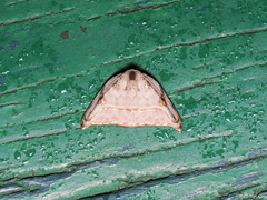 Callidrepana splendens