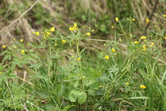 Ranunculus fallax