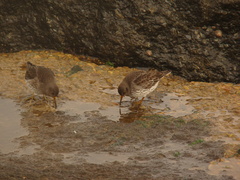 Calidris maritima