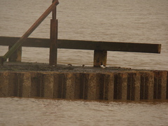 Haematopus ostralegus