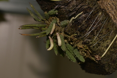 Dendrobium cucumerinum