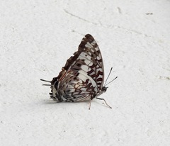 Charaxes