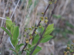 Spiraea prunifolia