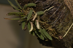 Dendrobium cucumerinum
