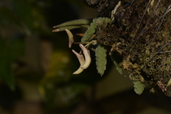 Dendrobium cucumerinum