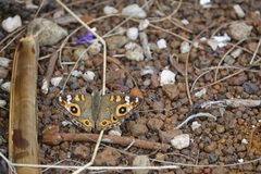 Junonia villida calybe