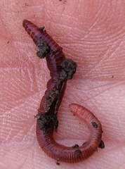 Eisenia fetida