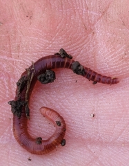 Eisenia fetida