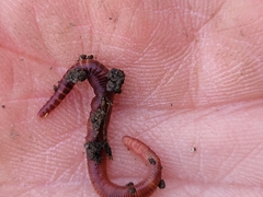 Eisenia fetida